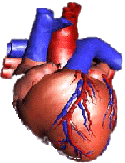 Cardiac Engineering: State of the Art Quantitative Cardiovascular Research and Design